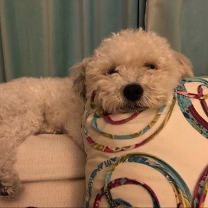 Meet your Posher, Aurea